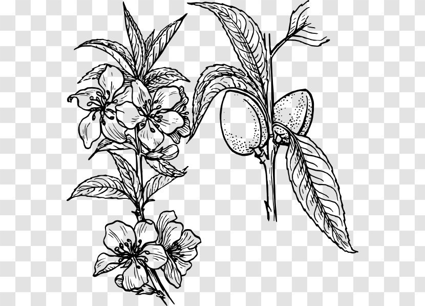 Drawing Plant Clip Art - Pollinator - Flower Transparent PNG