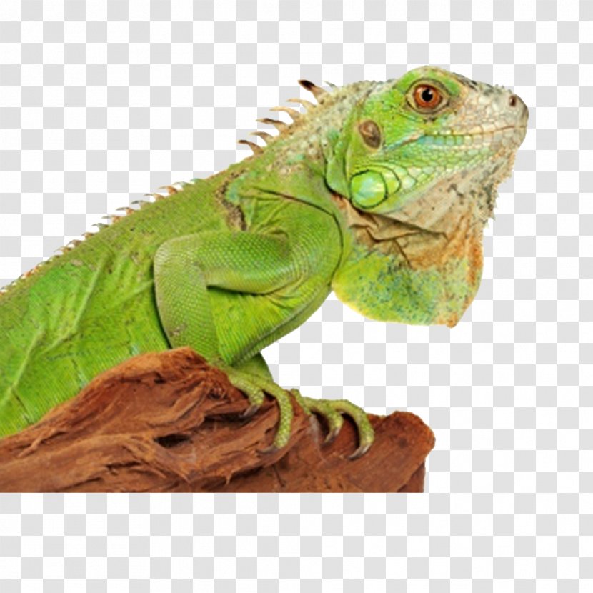 Green Iguana Lizard Reptile Chameleons Terrarium - HD Chameleon Image Transparent PNG