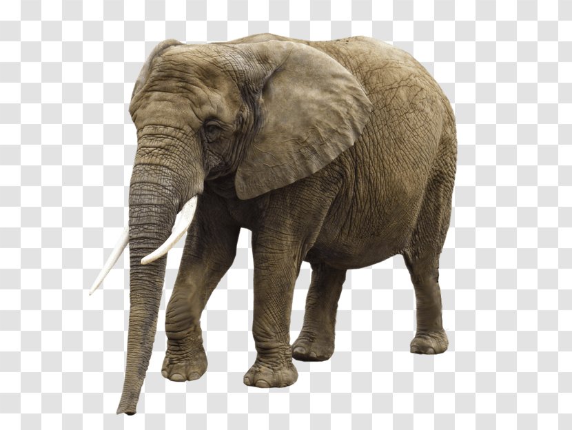 African Forest Elephant Clip Art - Terrestrial Animal - Elephants Transparent PNG