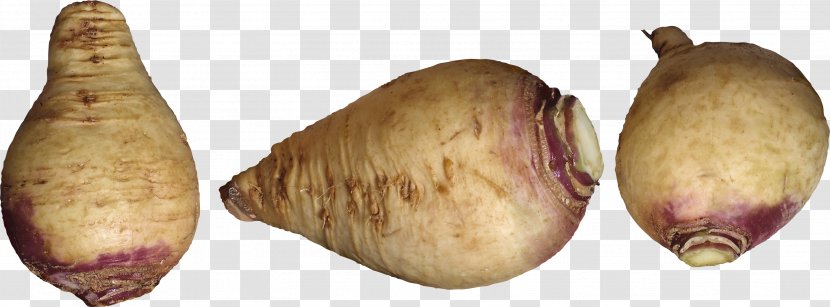 Shallot Pig's Ear Tuber Turnip - Vegetable Transparent PNG