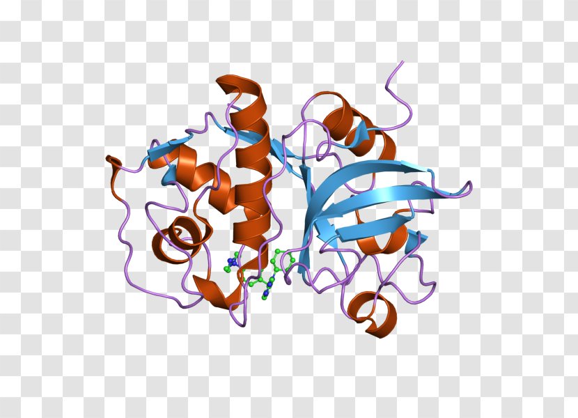 Dihydrofolate Reductase Enzyme Dihydrofolic Acid Methylenetetrahydrofolate - Tetrahydrofolic - European Bioinformatics Institute Transparent PNG