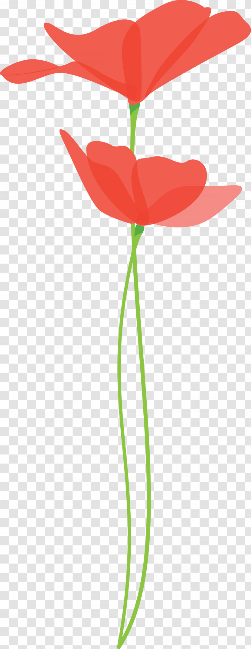 Poppy Flower Transparent PNG