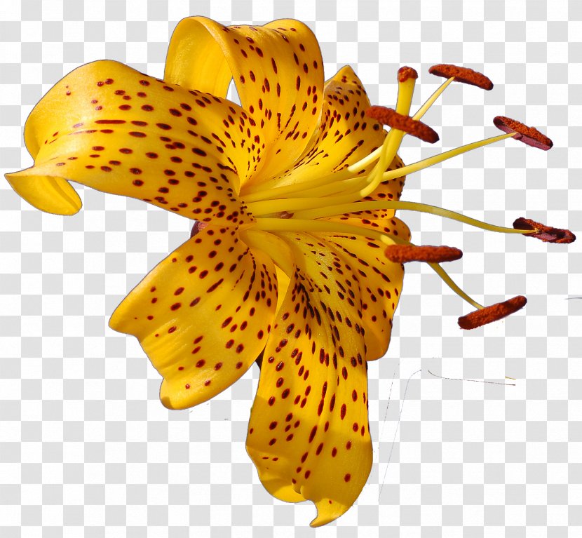 Flower Lilium Photography Clip Art - Tropical Transparent PNG