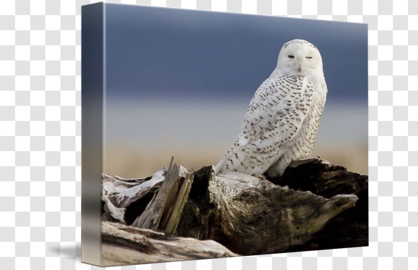 Owl Beak Stock Photography Feather - Bird Of Prey - Snowy Transparent PNG