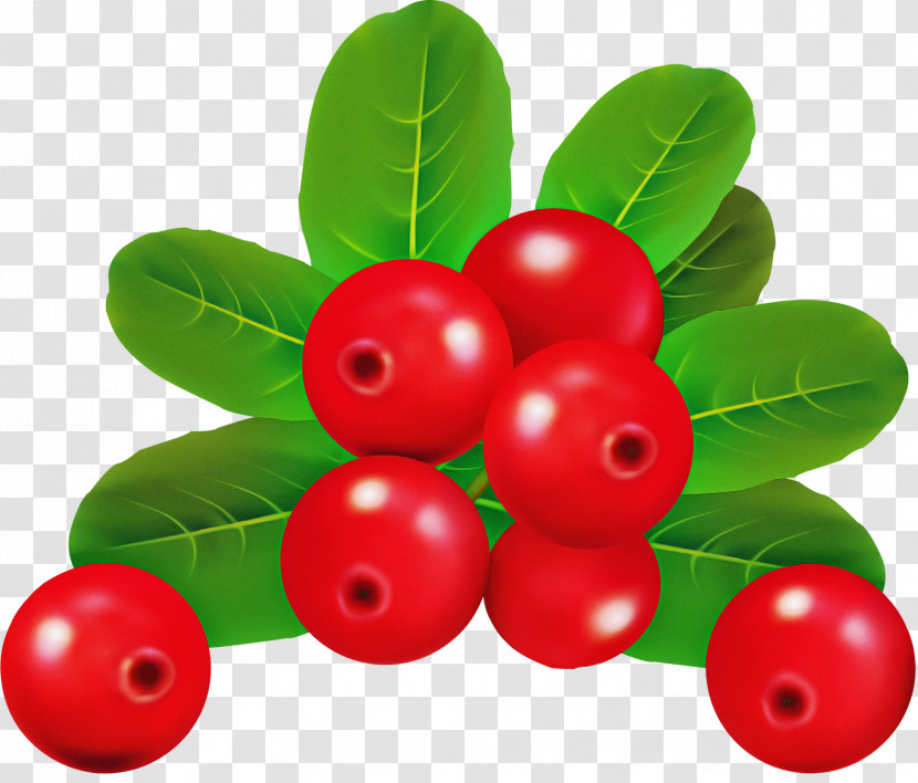 Holly Transparent PNG