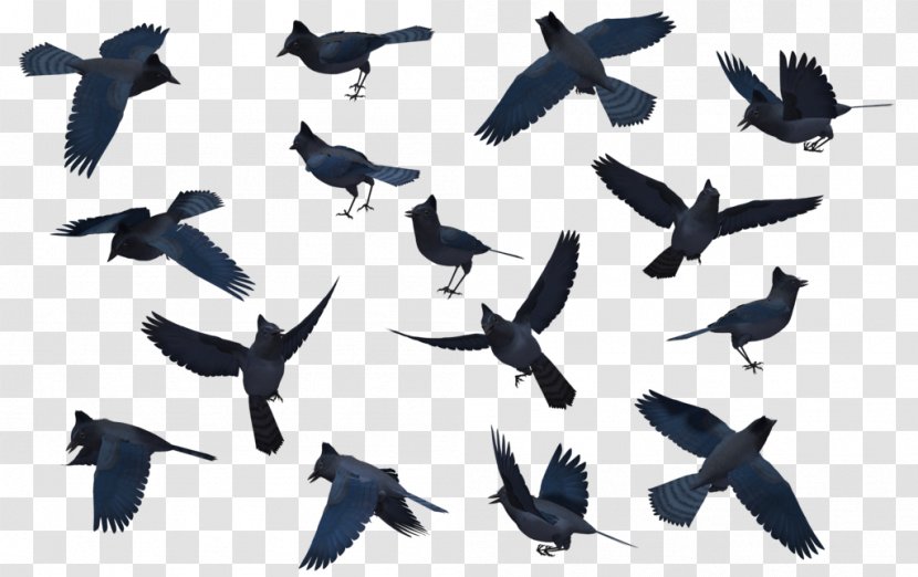 Bird Migration Blue Jay Clip Art - Flight - Flock Transparent PNG