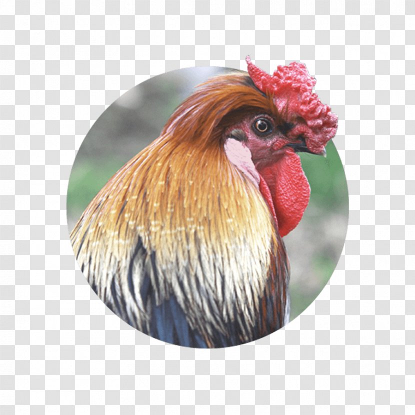 Chicken Farm Otitis Rooster Fowl - Therapy Transparent PNG