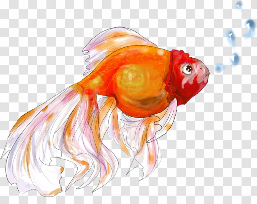 Goldfish Drawing Bony Fishes Marine Biology - Orange - Fish Transparent PNG