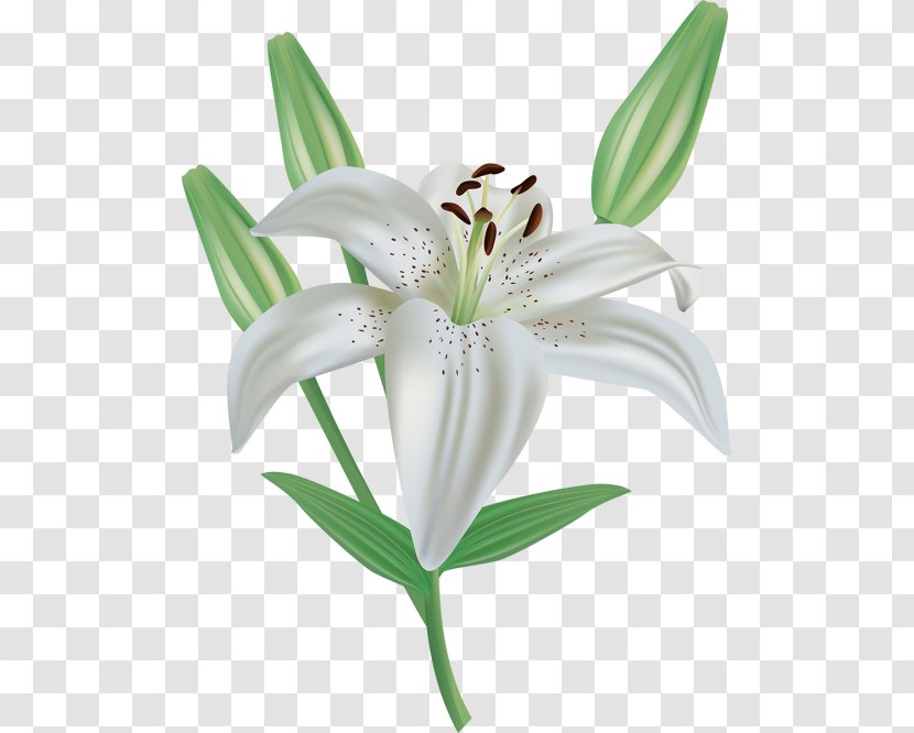 Easter Lily Madonna Clip Art - Flower Transparent PNG