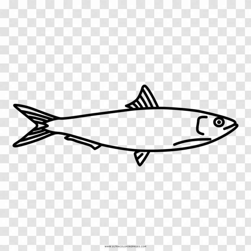 Fish Drawing Sardine Coloring Book - Ansjosfamilien Transparent PNG