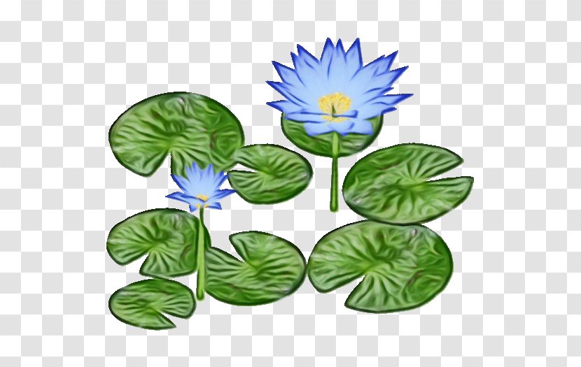 Leaf Flower Plant Water Lily Aquatic - Wildflower Transparent PNG