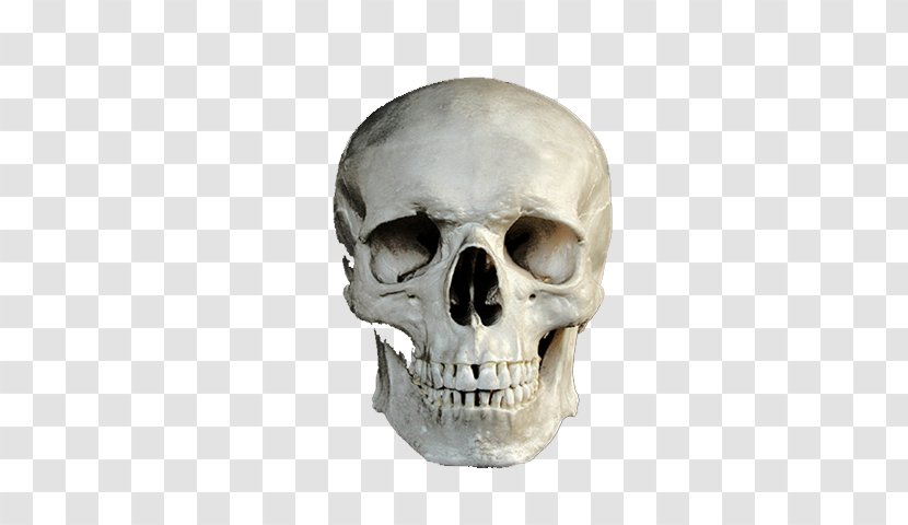 Skull CmapTools Bone - Head Transparent PNG