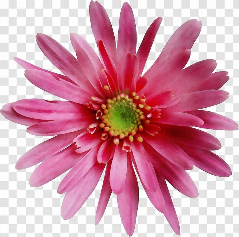 Flower Flowering Plant Barberton Daisy Petal Pink - Wet Ink - Gazania Family Transparent PNG