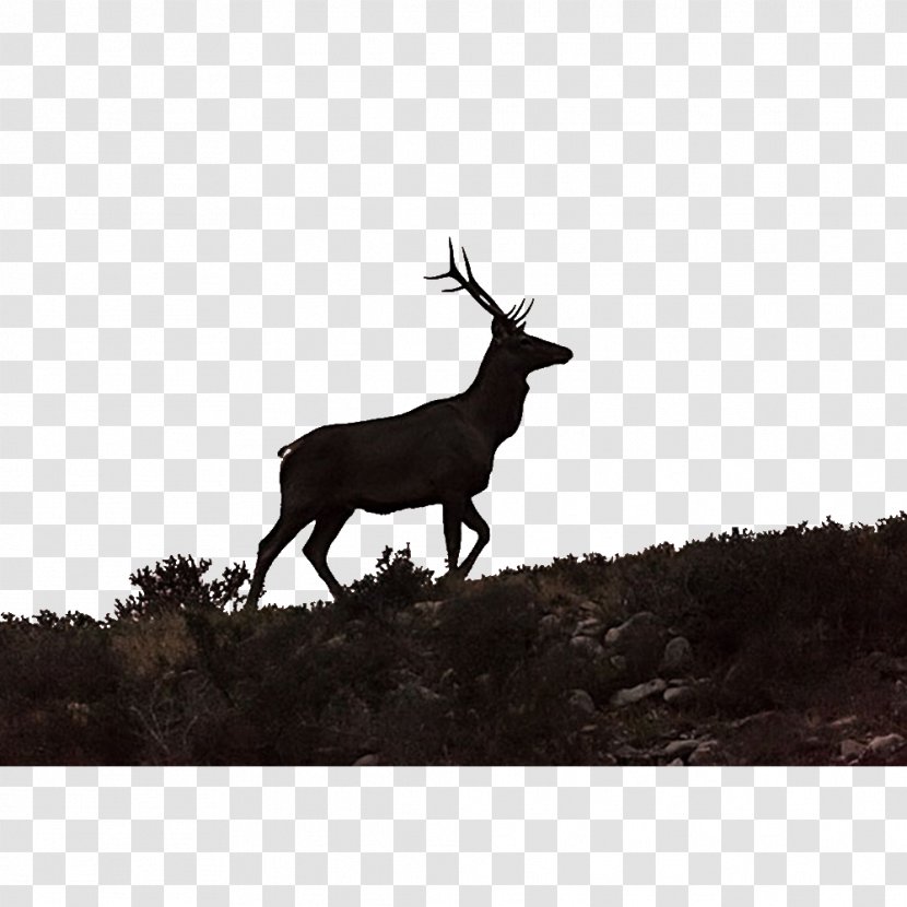 Elk Reindeer - Antler - Deer Quest Transparent PNG