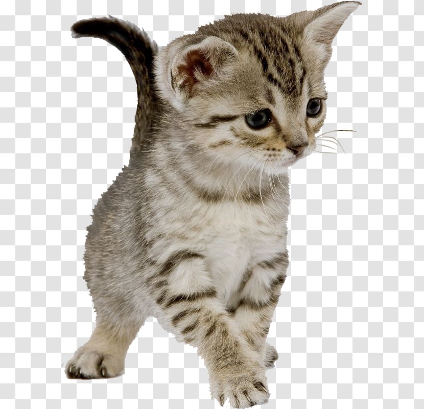 Feral Cat Kitten Dog Felidae - Health - Stay Meng Transparent PNG
