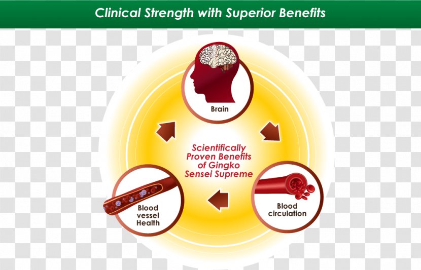 Ginkgo Biloba Circulatory System Blood Health Nutrient - Extract Transparent PNG