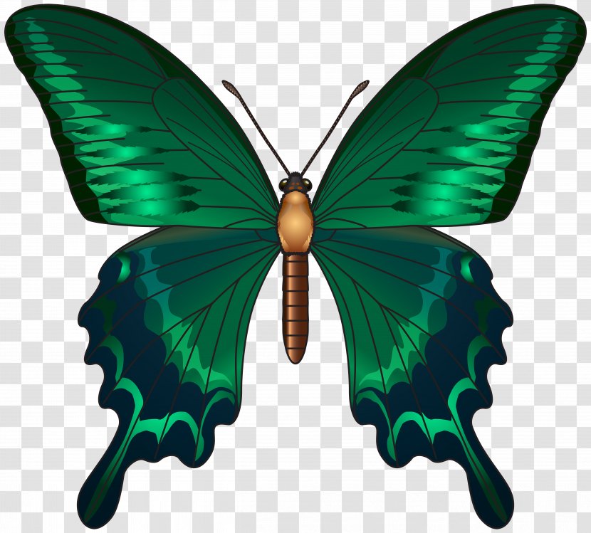 Butterfly Green Clip Art - Pollinator Transparent PNG