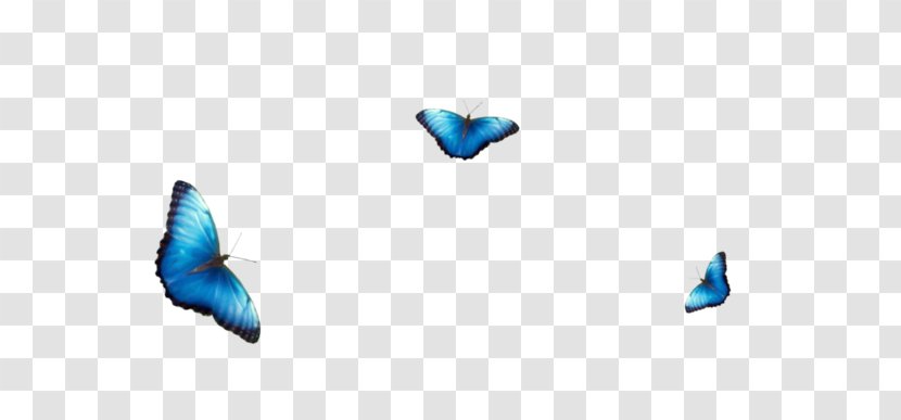 Butterfly Blue Color Red Pieridae - Insect Transparent PNG