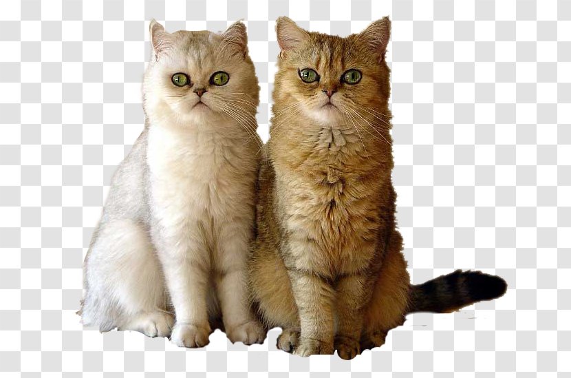 British Semi-longhair Asian Shorthair Persian Cat Whiskers - Domestic Shorthaired - Kitten Transparent PNG