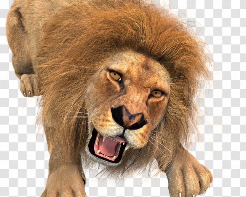 Lionhead Rabbit Jungle Cow Hunt Desktop Wallpaper - Mane - Lion Transparent PNG