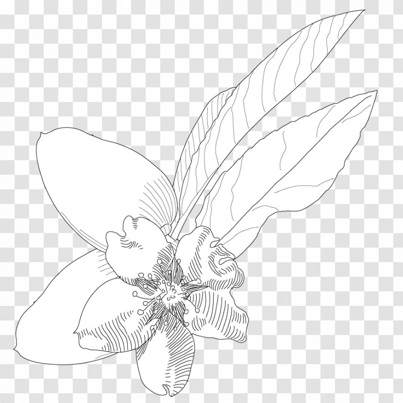 Line Art Insect Petal Sketch - Invertebrate - Amande Transparent PNG