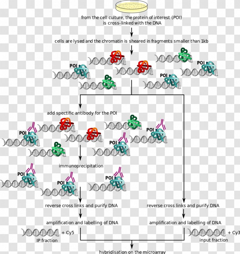 Tree Line Point Clip Art - Flora - Design Transparent PNG