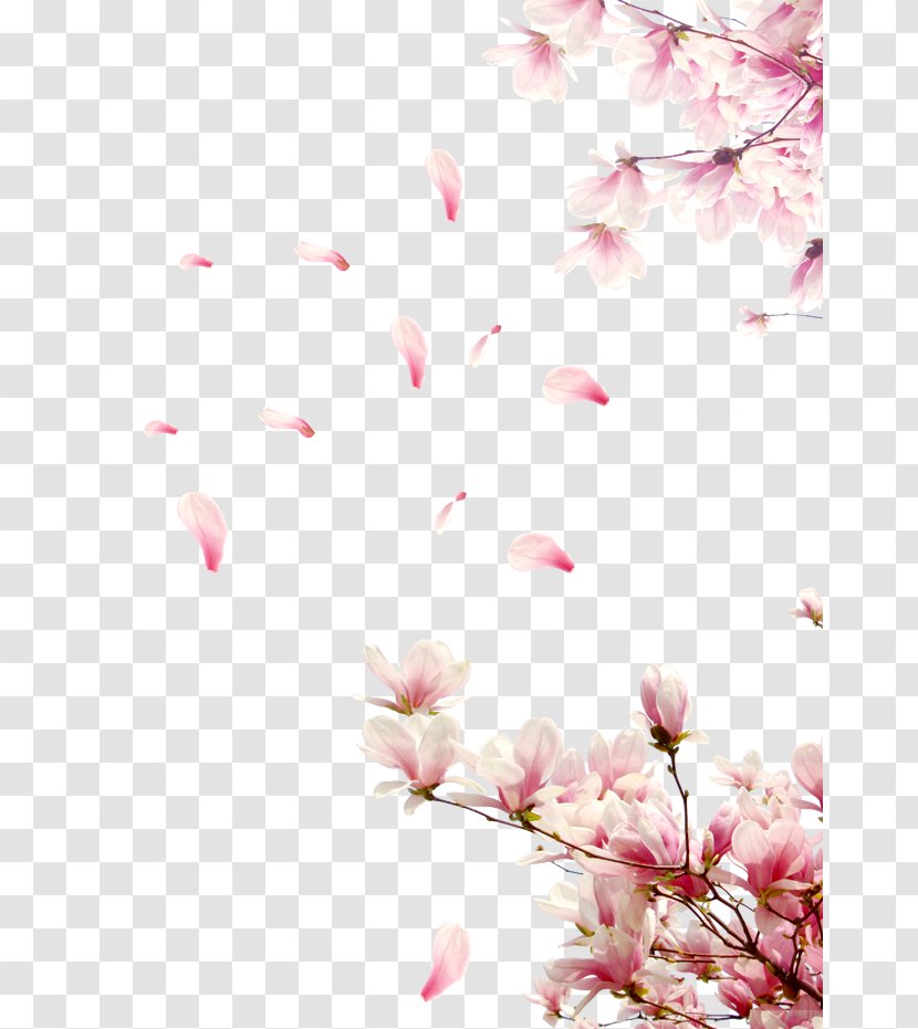 Cherry Blossom Clip Art - Artworks Transparent PNG
