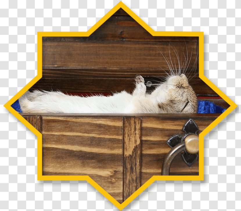 Caskets Cemetery Morgue Death Cat - Pet Transparent PNG