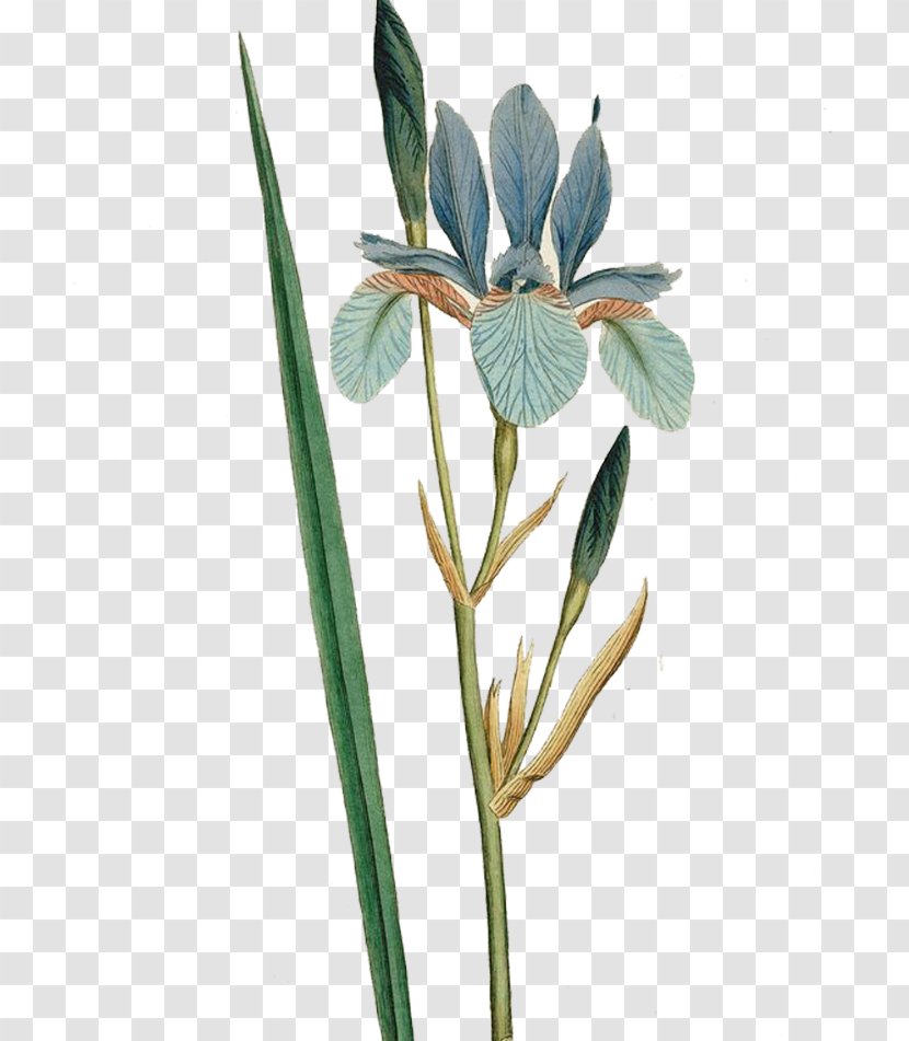 Iris Sibirica Flower Botanical Illustration Curtiss Magazine Botany - Lily Bouquet Transparent PNG