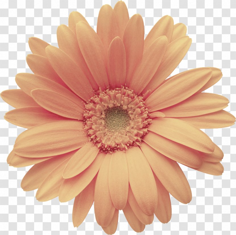 Daisy - Barberton - Family Transparent PNG