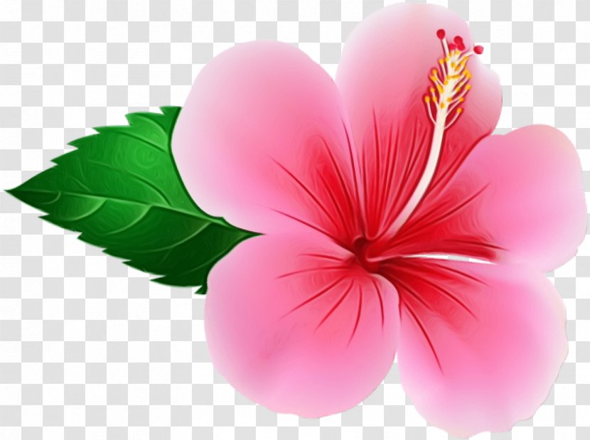 Pink Petal Flower Hibiscus Plant - Mallow Family Flowering Transparent PNG