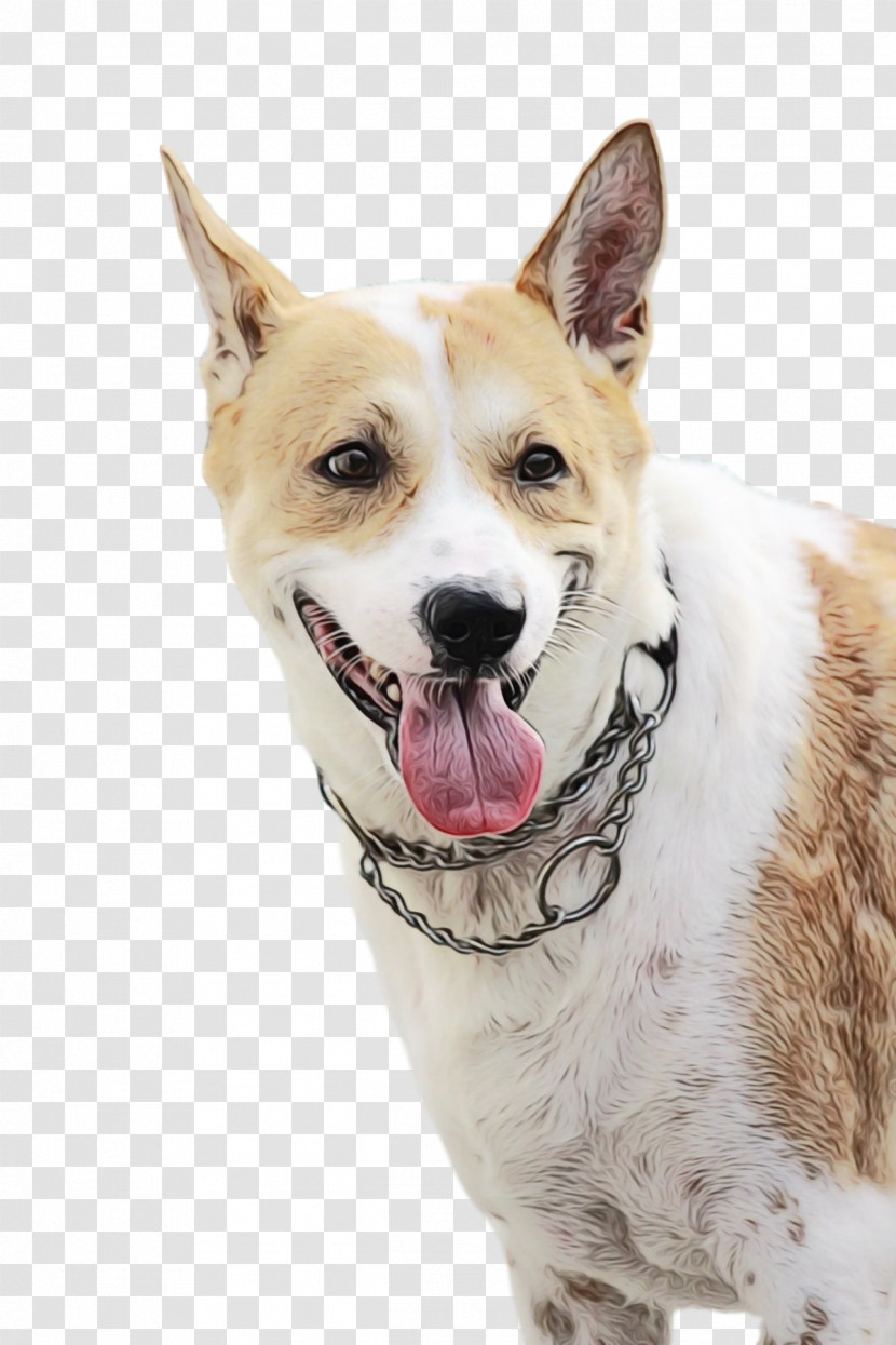 Canaan Dog Snout Companion Dog Breed Groupm Transparent PNG