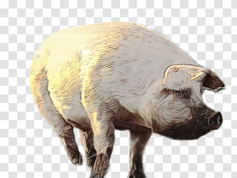 Cartoon Sheep - Animal - Figure Boar Transparent PNG