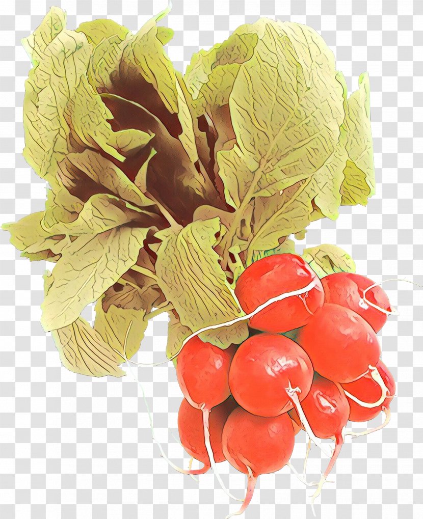 Radish Vegetable Natural Foods Food Plant - Flower - Fruit Superfood Transparent PNG