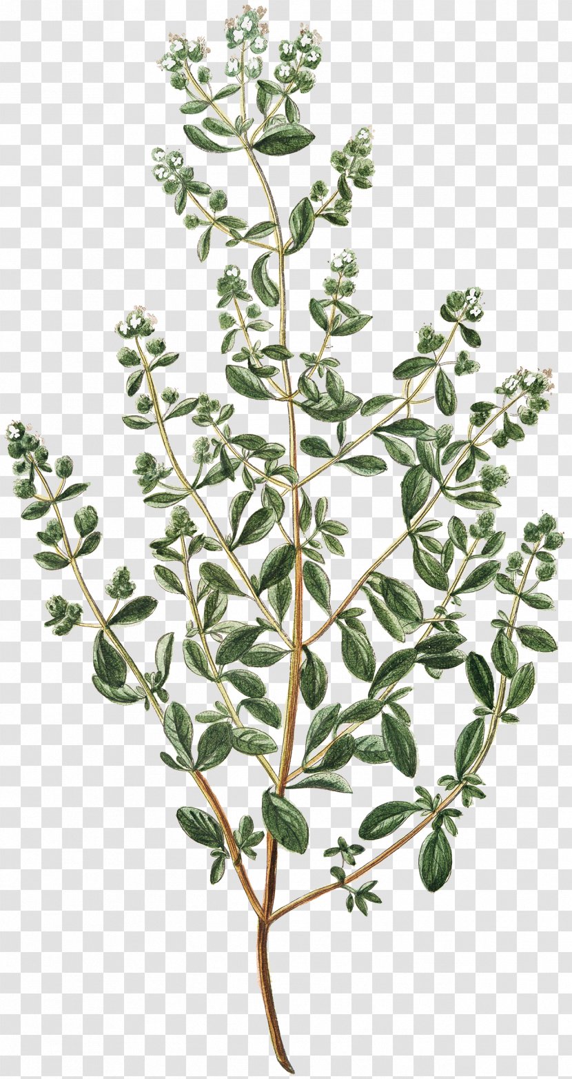 Herb Origanum Dictamnus A Taxonomic Revision Of The Genus (Labiatae) Condiment Illustration - Tree - Fresh Basil Transparent PNG