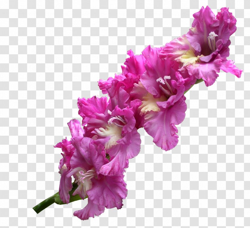 Gladiolus Flower - Magenta - Transparent Transparent PNG
