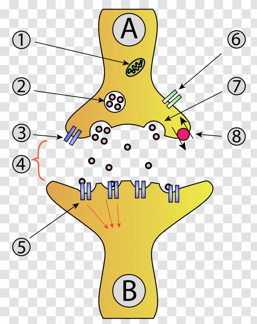 Synapse Neuron Synaptic Vesicle Anatomy Nervous System - Chemical - Brain Transparent PNG