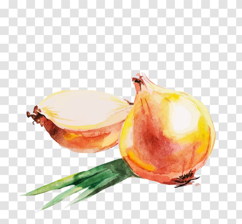Red Onion Watercolor Painting Drawing Transparent PNG