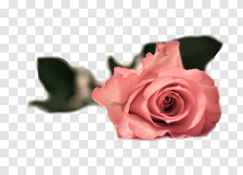 Garden Roses Pink Flowers 1080p High-definition Television - Super Extended Graphics Array - Rose Transparent PNG