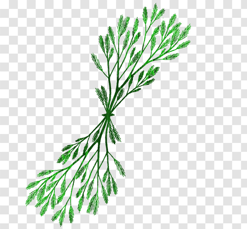 White Pine Leaf Plant Tree American Larch Transparent PNG