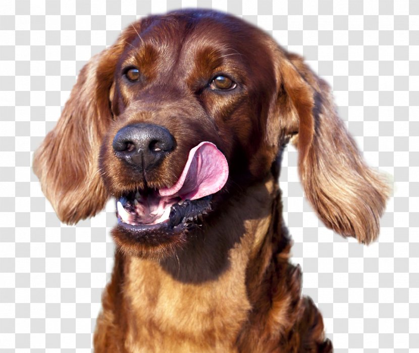 Field Spaniel Irish Setter Picardy Red And White Sussex - Carnivoran - Battersea Dogs Home Transparent PNG
