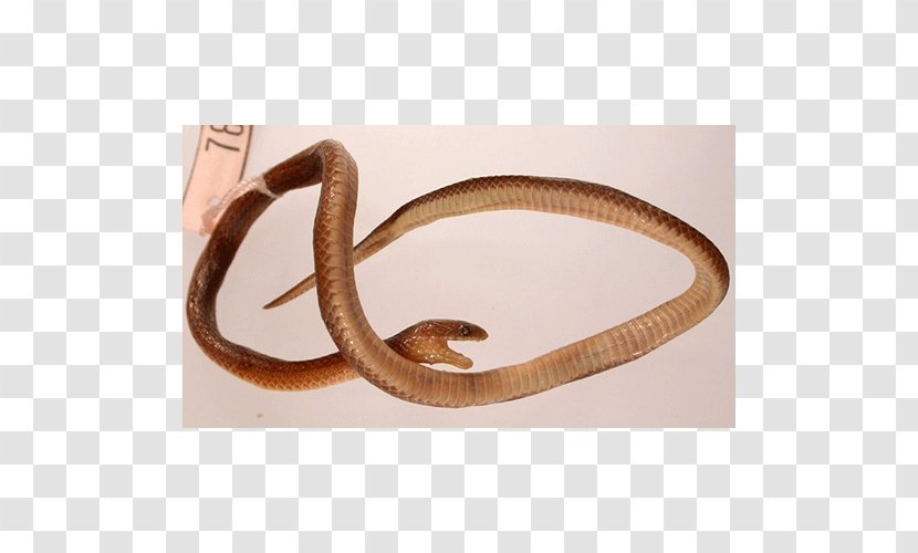 SNAKE'M - Scaled Reptile - Snake Transparent PNG