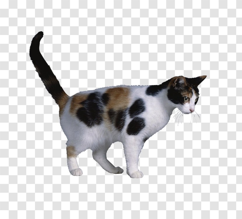 Calico Cat X Chromosome Coat Genetics X-inactivation - European Shorthair - Cute Transparent PNG