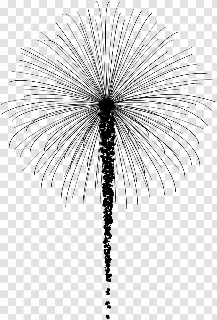 Asian Palmyra Palm Date Line Leaf Symmetry - Plant - Branch Transparent PNG
