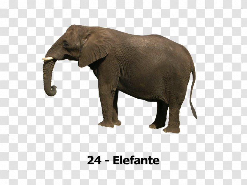 Asian Elephant Elephants Clip Art Image - Tutorial Transparent PNG