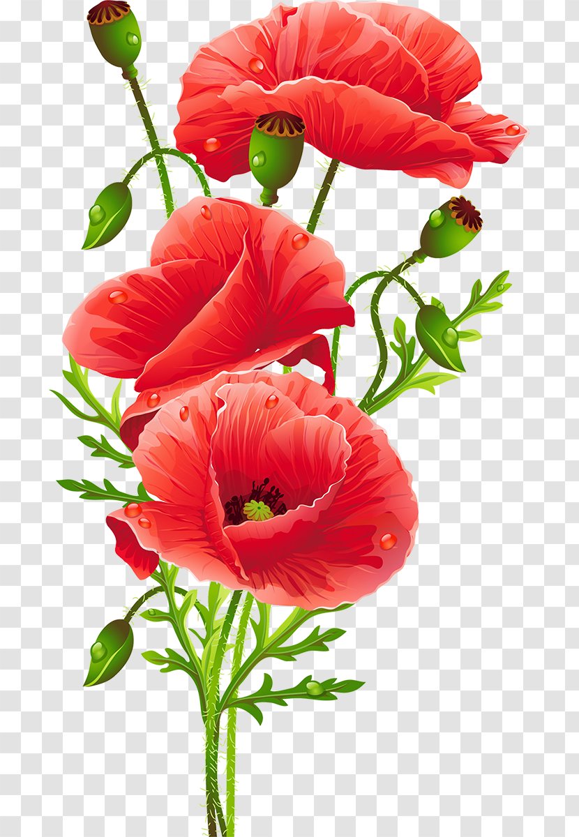 Wall Decal Flower Poppy Floristry Decorative Arts Transparent PNG