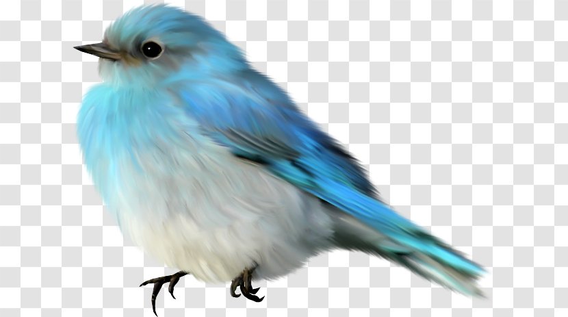Lovebird Finches Passerine - Turquoise - Bird Transparent PNG