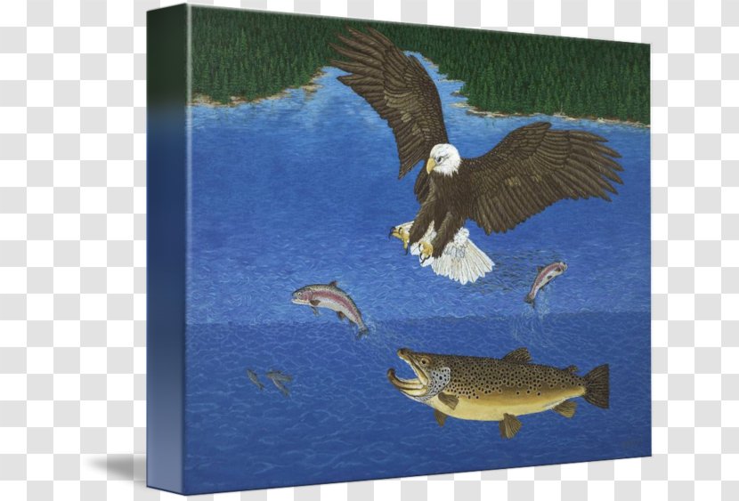 Eagle Beak Rainbow Trout Transparent PNG