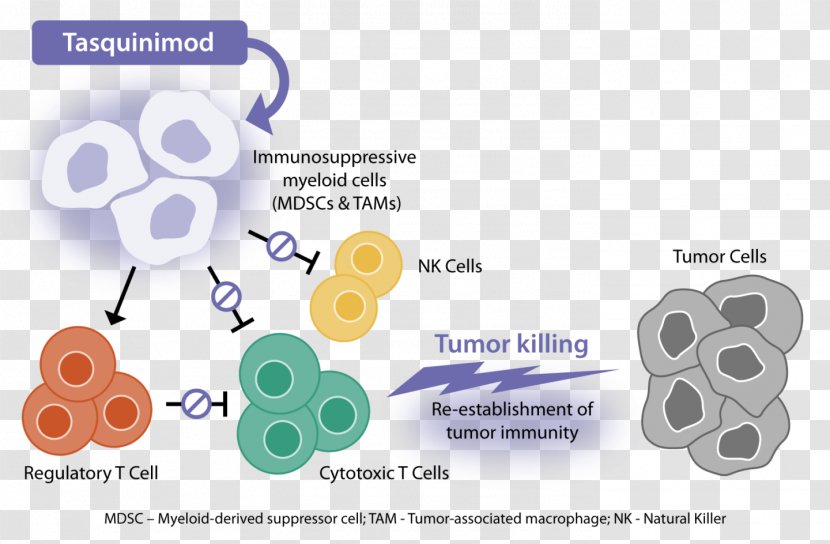 Tasquinimod Cancer Neoplasm Flow Diagram Active Biotech - Biotechnology - Communication Transparent PNG