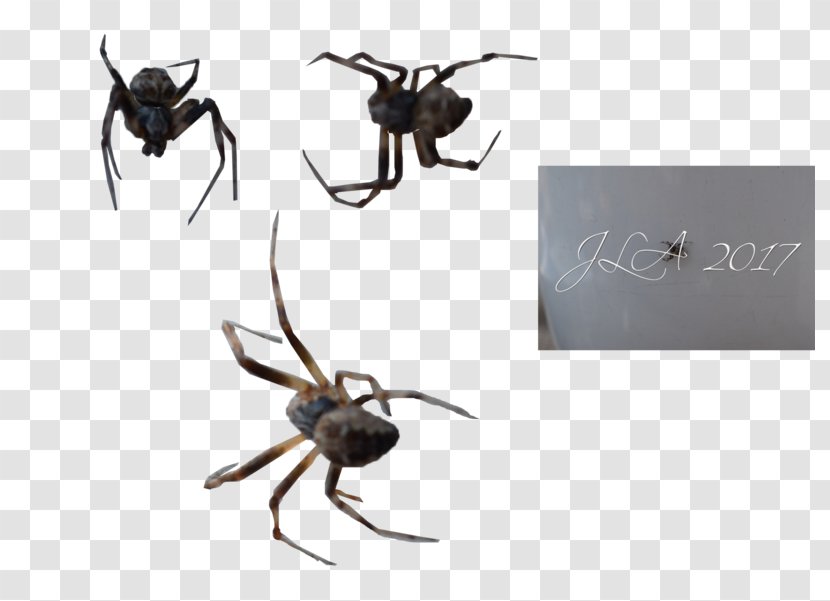 Widow Spiders Insect K2 STX G.1800E.J.M.V.U.NR YN - Arthropod - Spider Transparent PNG